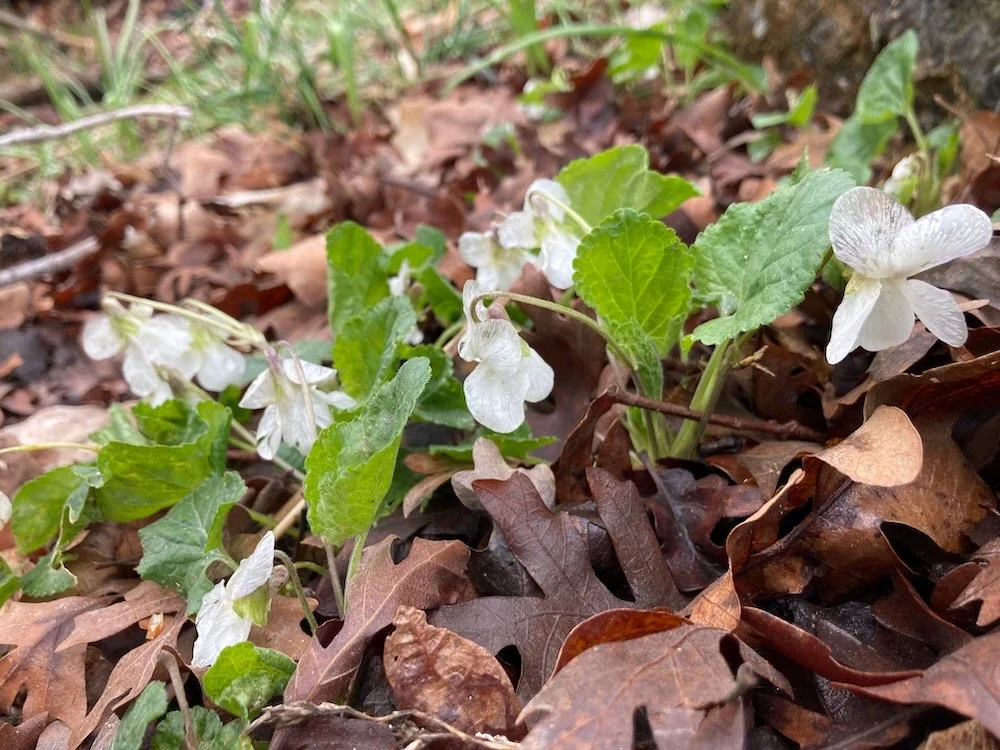 wild violas