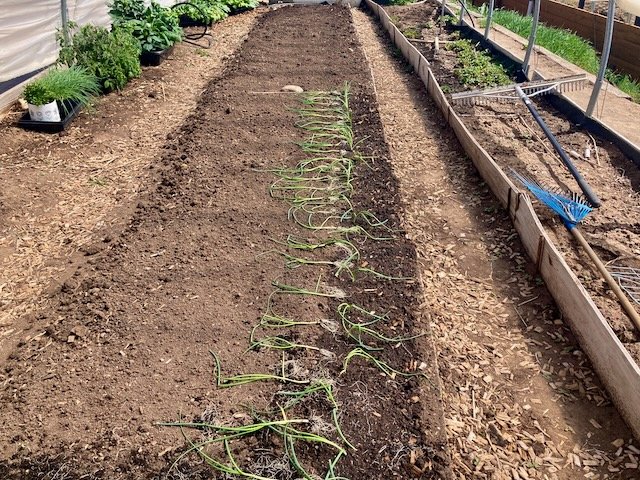 planting out pencil sized onion starts