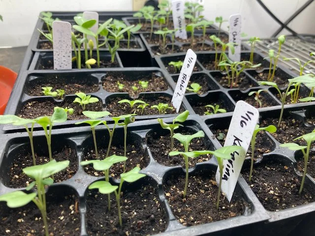 spring brassica crops under growlights