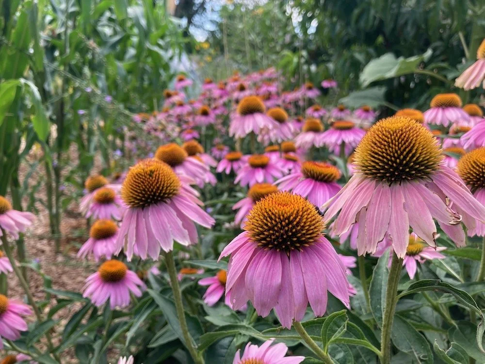 echinacea flowers growing in a permaculture garden in northern Utah