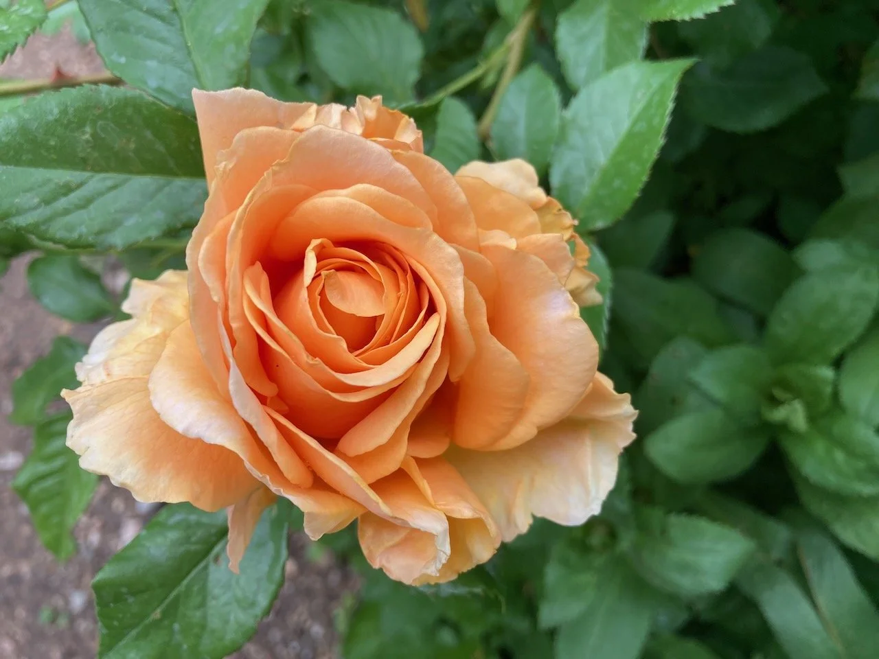 apricot colored rose