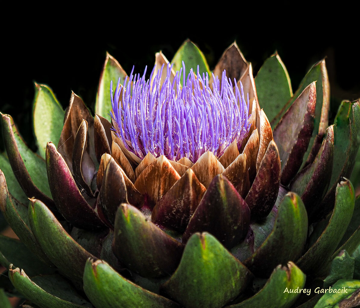 Green Globe Artichoke in Bloom