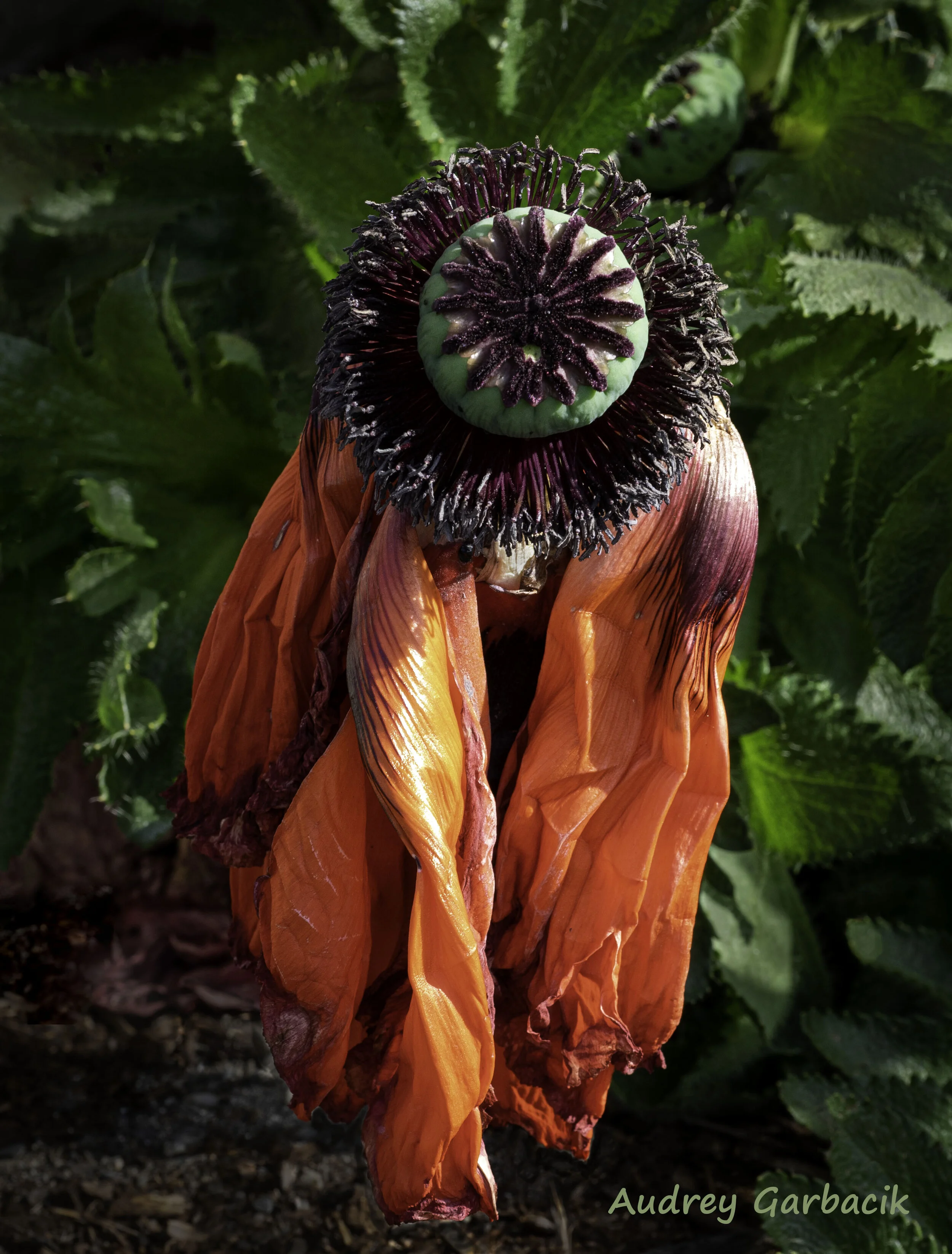 Giant Poppy