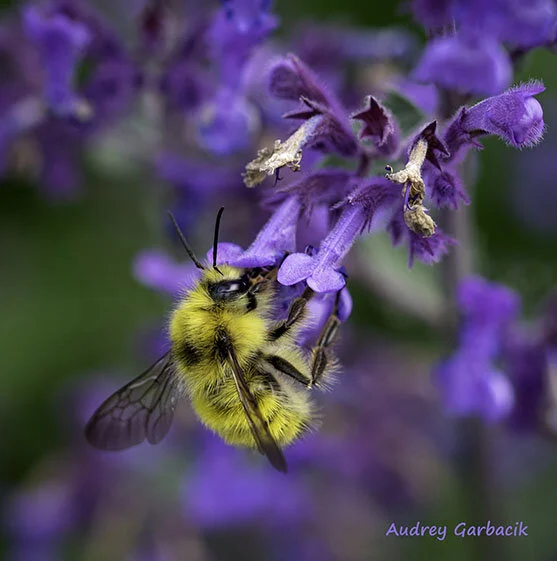 Bee on Catmint
