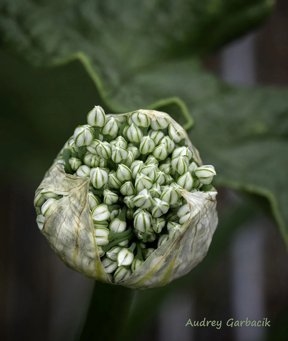 Alium