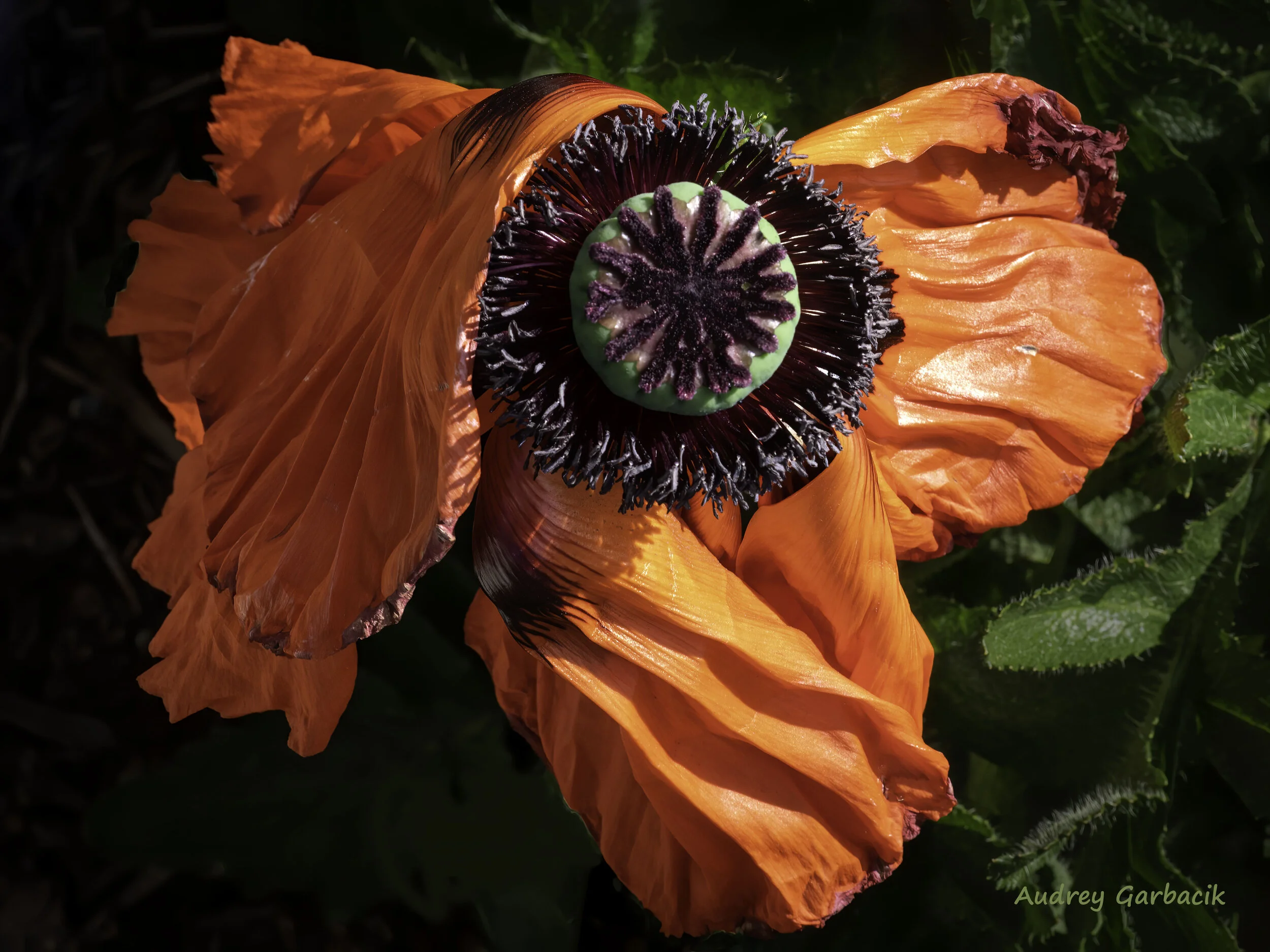 Giant Poppy