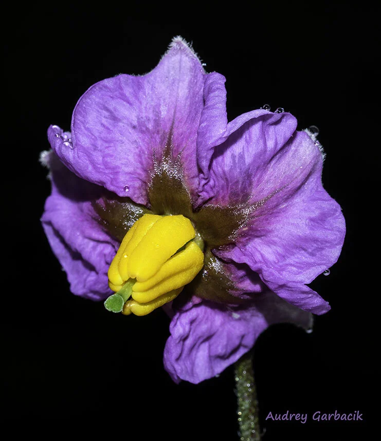 Potato Flower