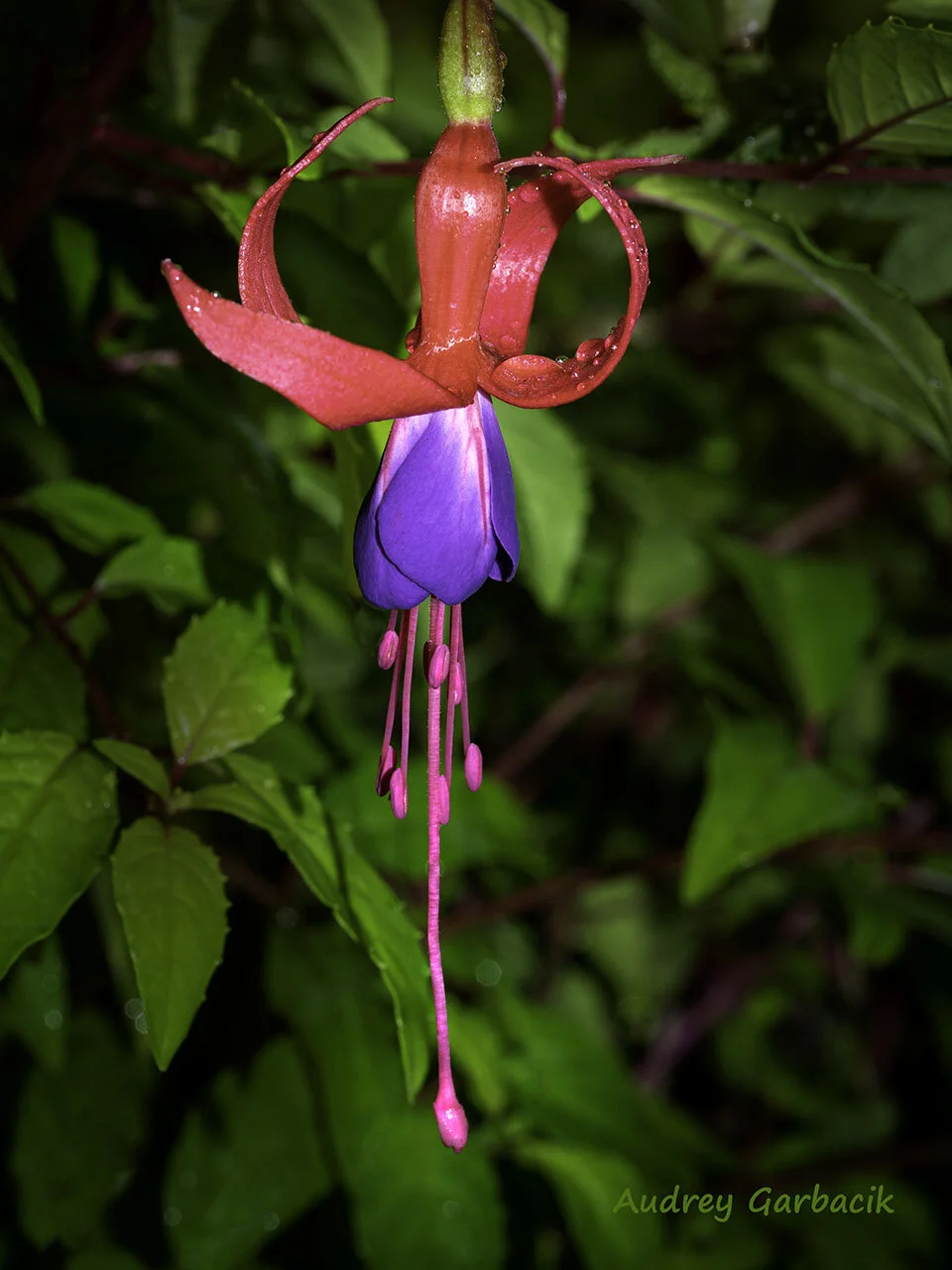 Fuchsia