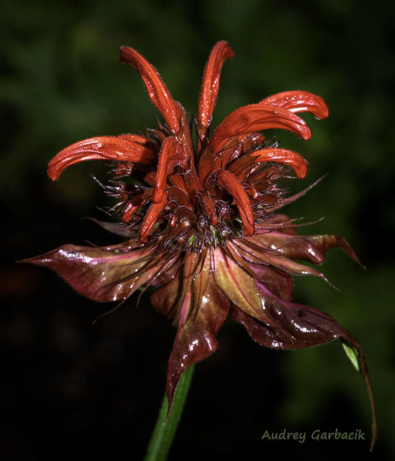Bee Balm