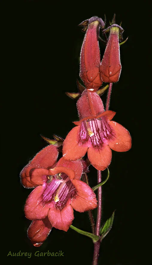 Penstemon Flower