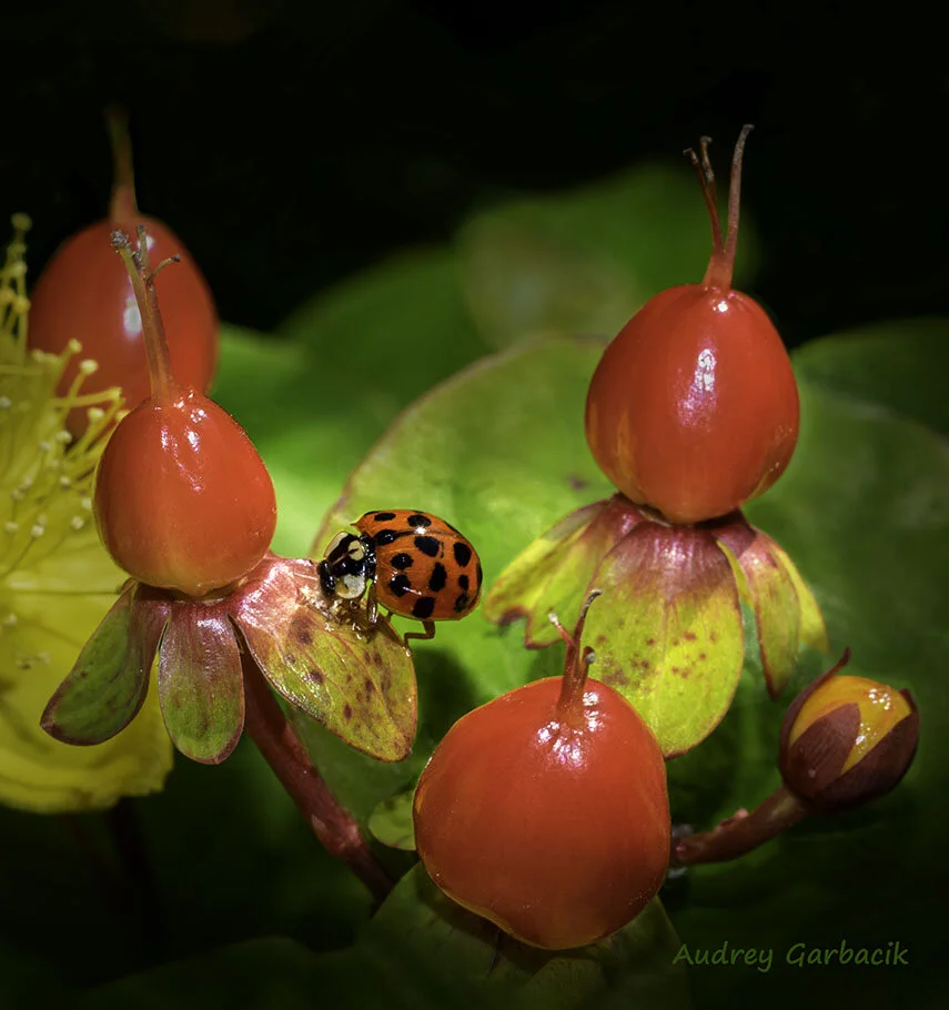 Lady Bug on St. John's Wort