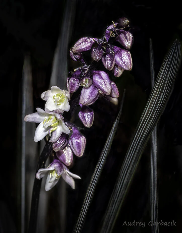 Black Mondo Grass in Bloom