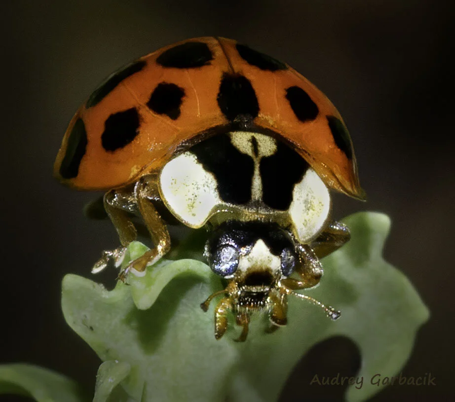 (c)audreygarbacik__ 200705__34032-Edit.jpg