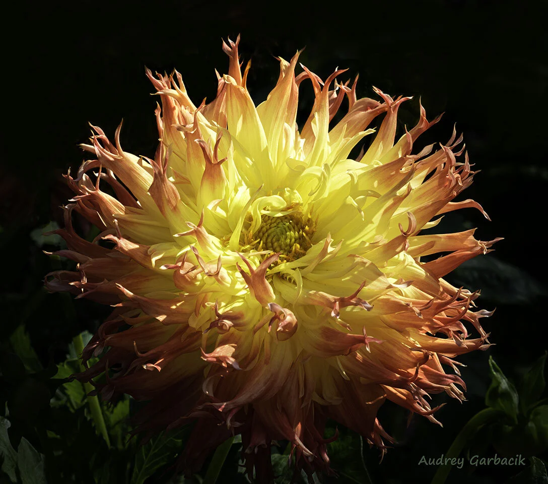 Dahlia