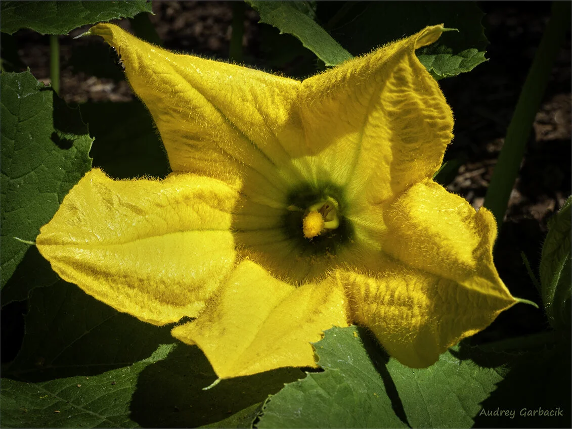 Squash Blossom