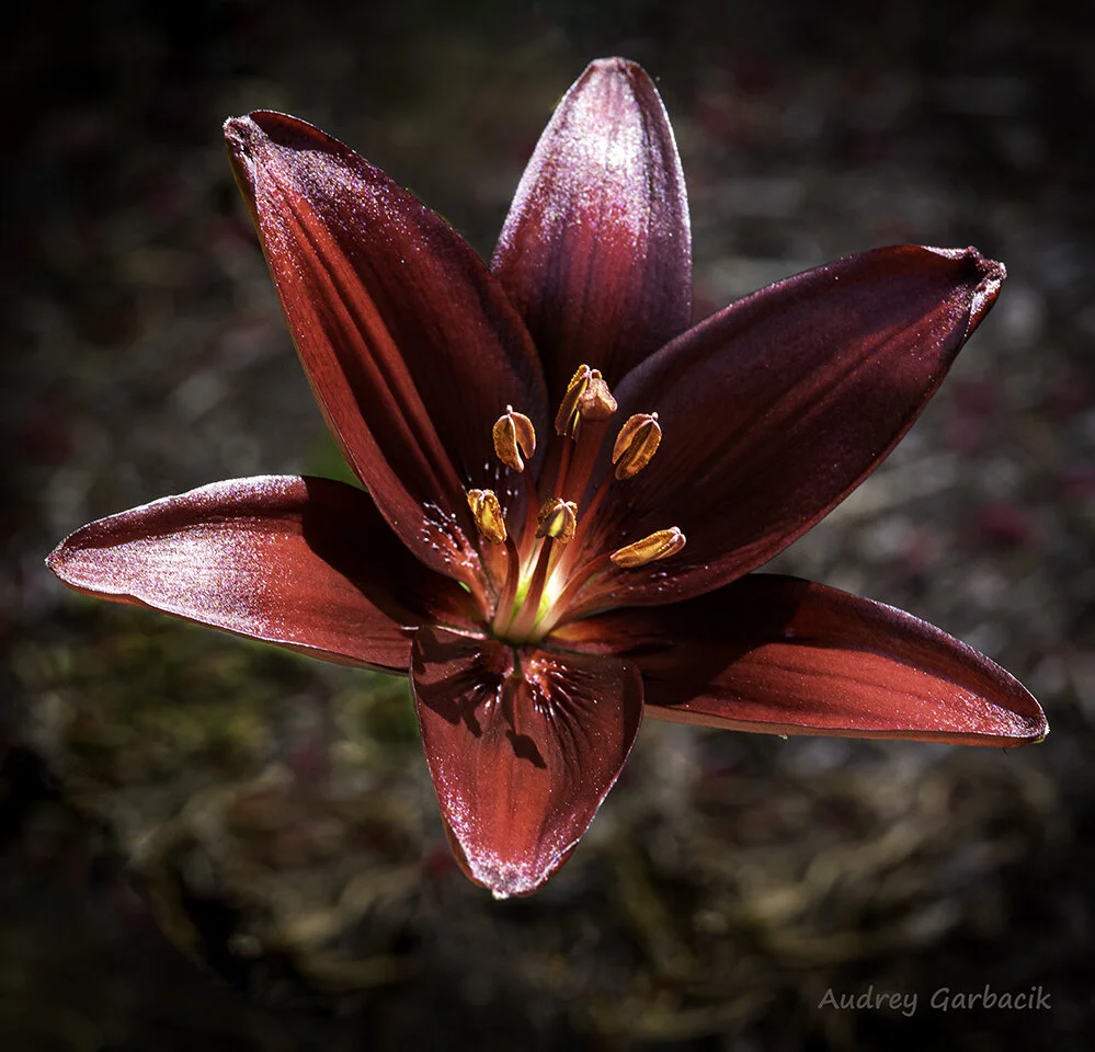 Black Lily