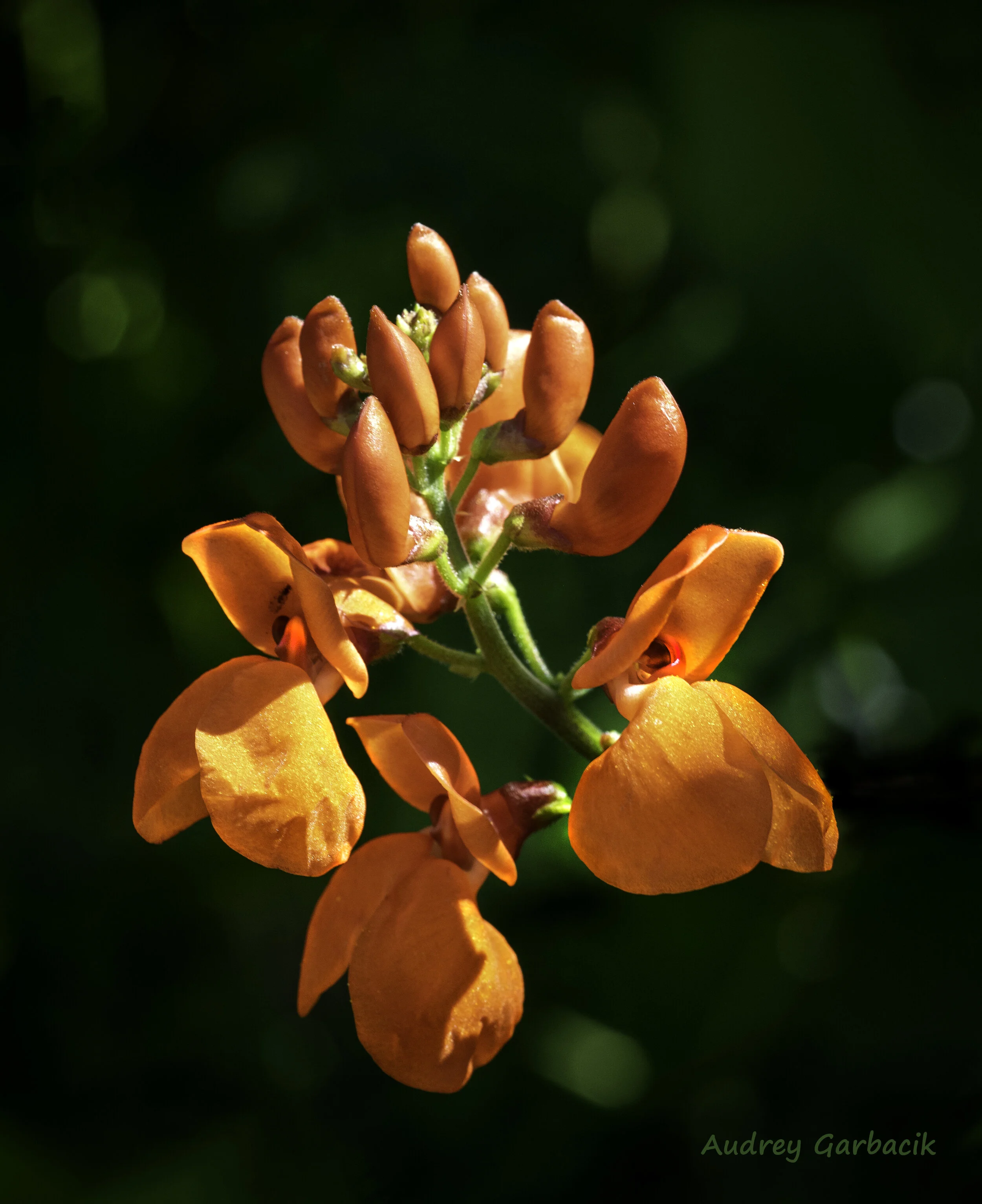 Scarlet Runner Beans