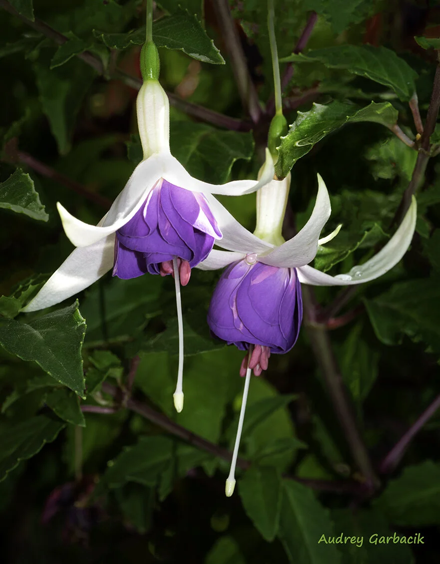 Fuchsia