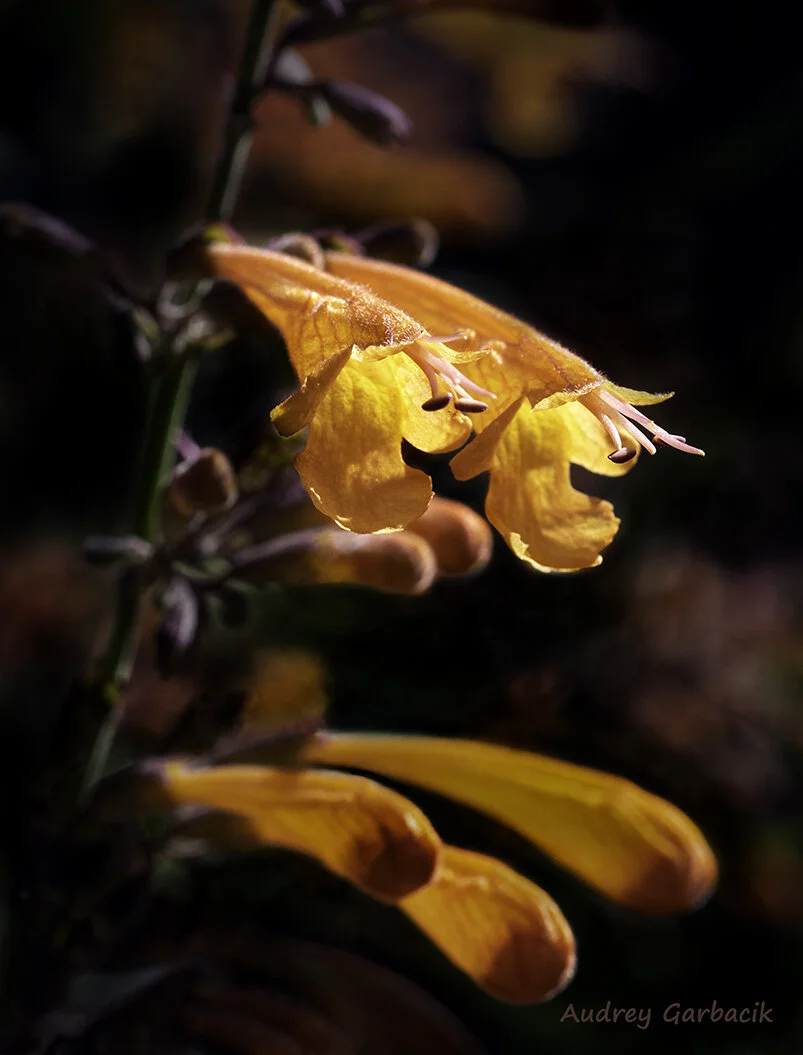 Agastache