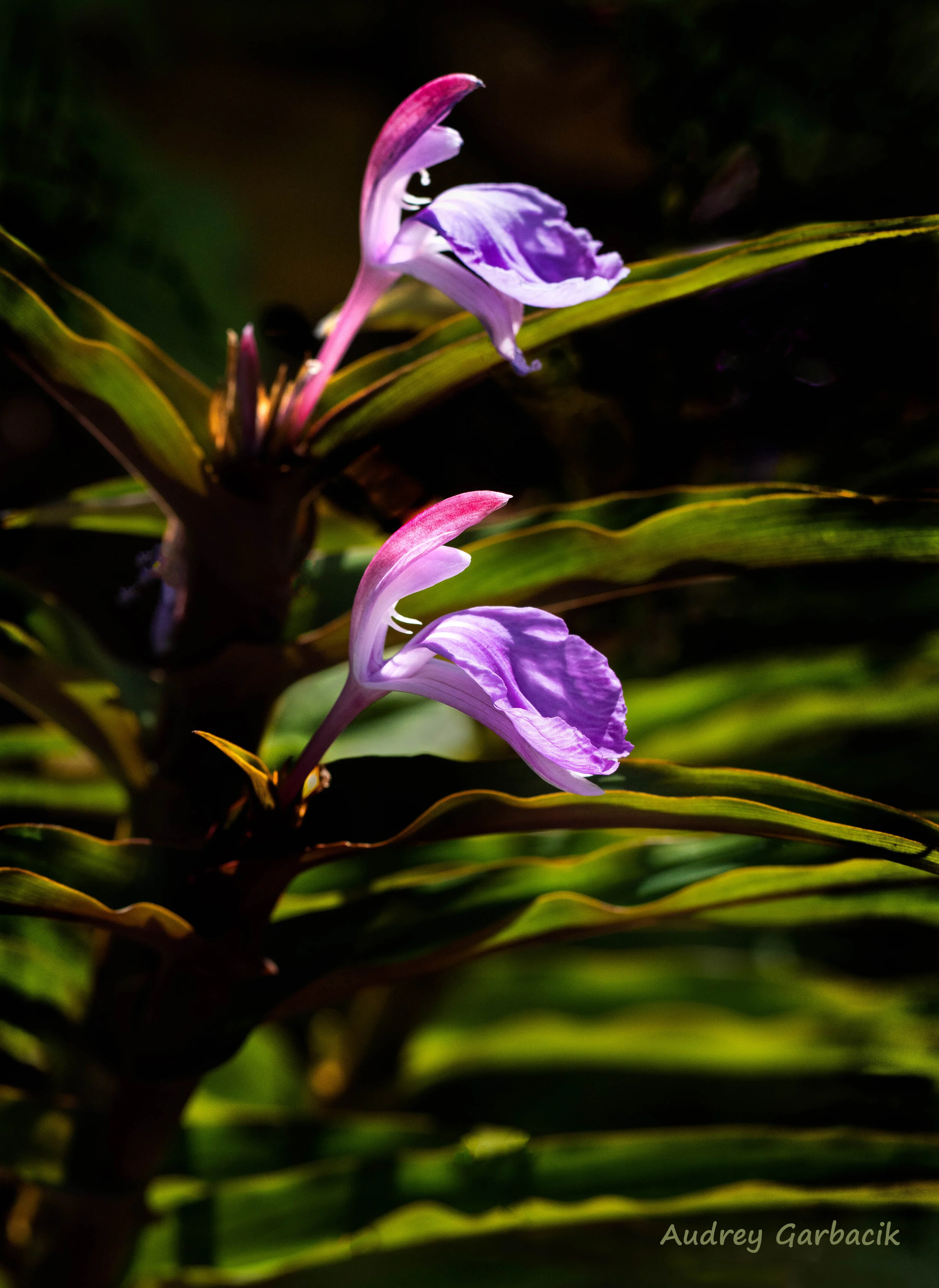 Hedychium