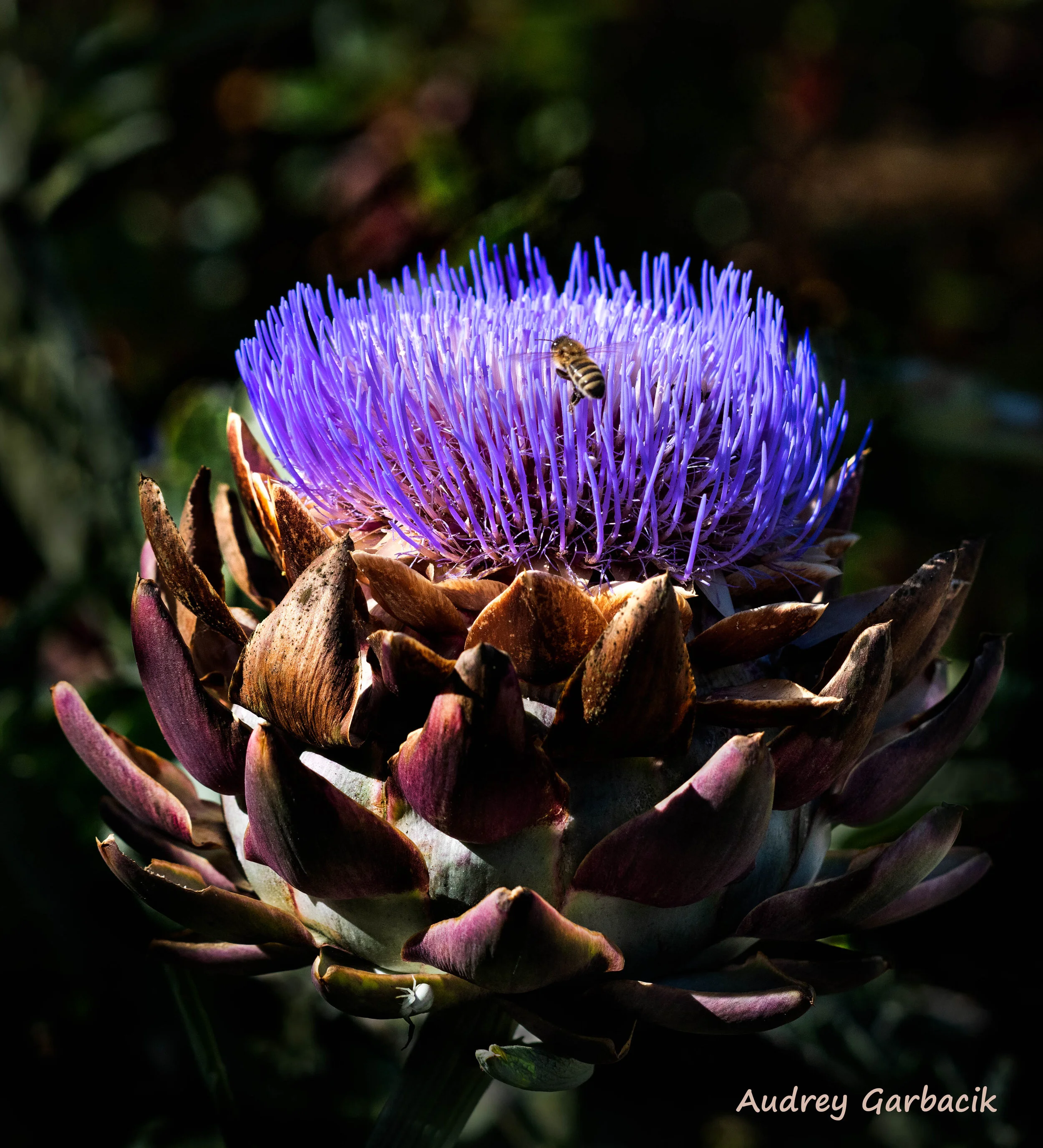 Artichoke