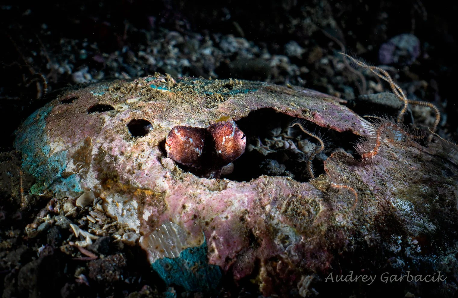 Octopus Eyes