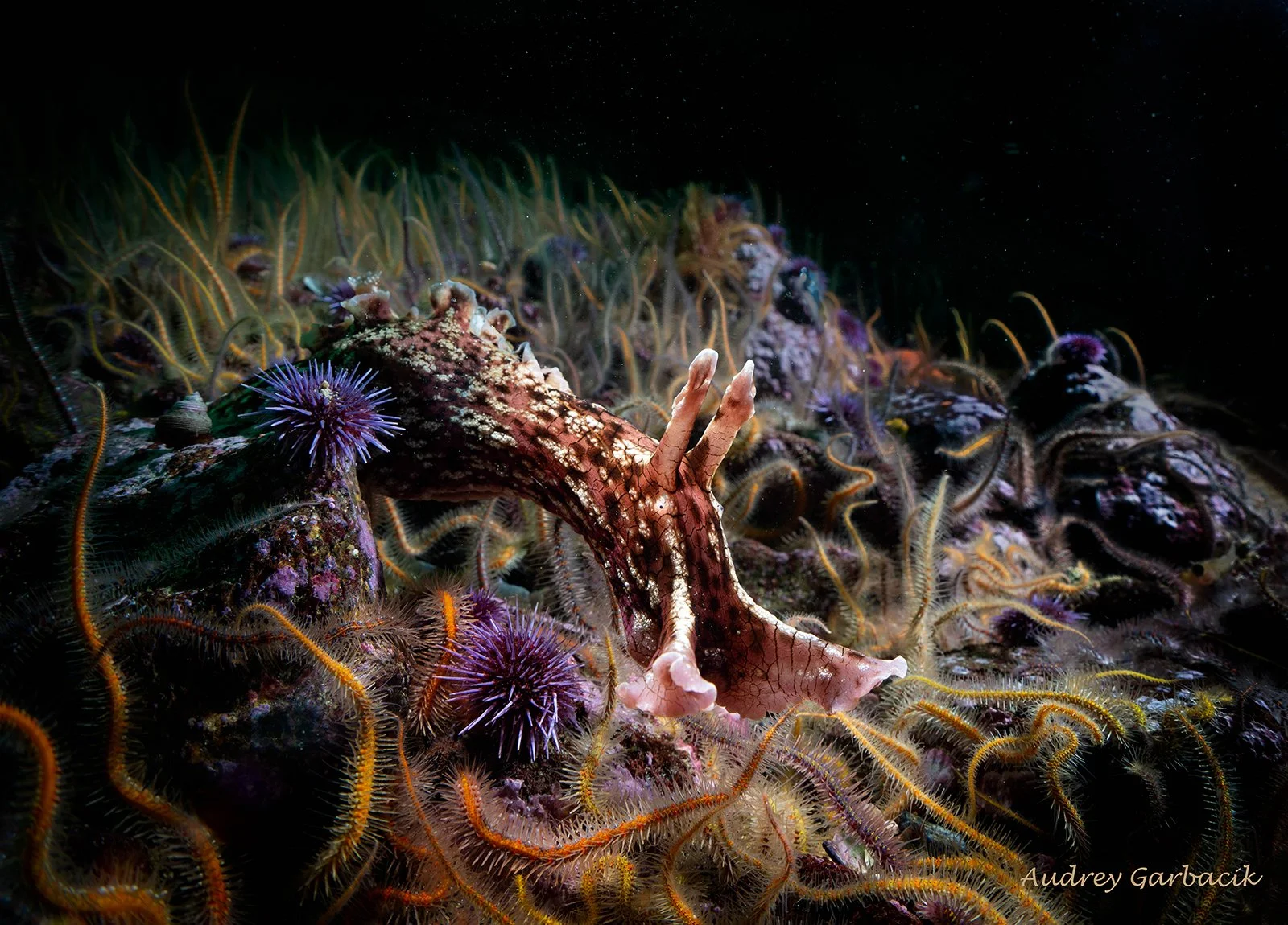 Sea Hare Nudibranch