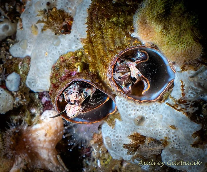 Colonizing Tube Snails