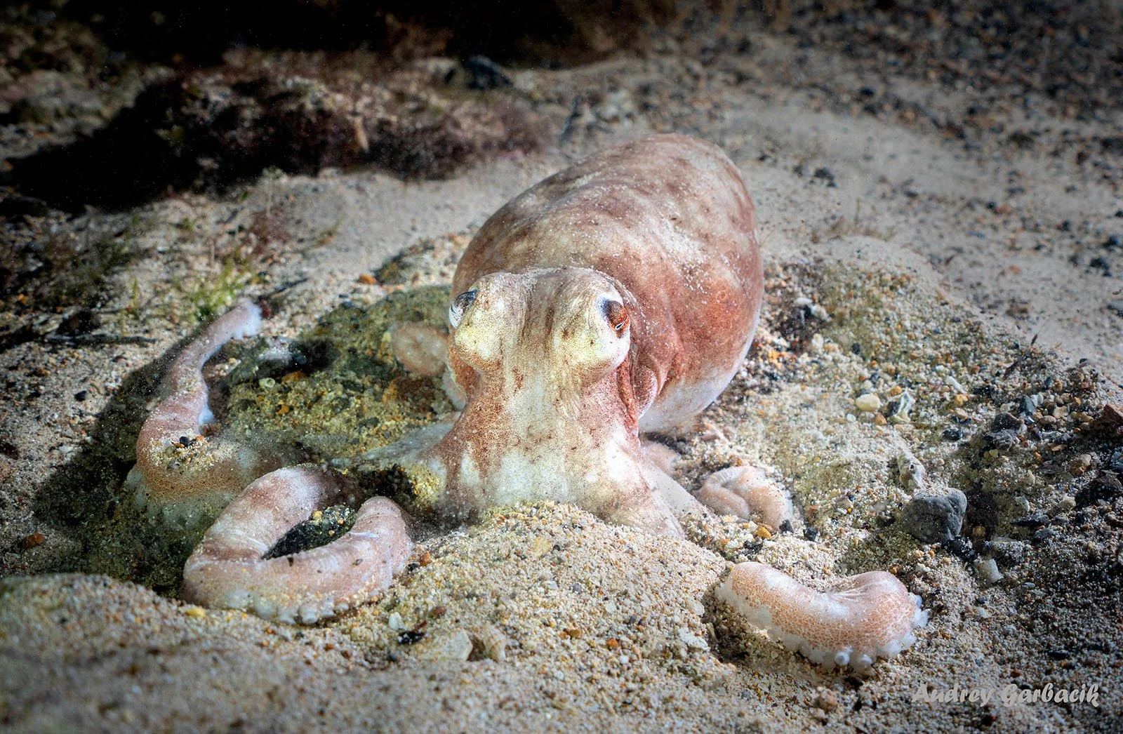 Southern Octopus Southern Australia & Tasmania — Colors of the Sea