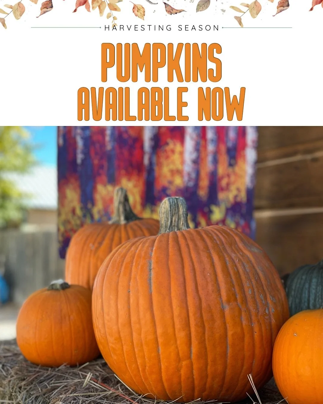 Pumpkins are here! 🍂 Stop by and grab yours while they last &mdash; plus check out our fall d&eacute;cor, Halloween goodies, and everything you need for the season of cozy &amp; harvest vibes. 🧡 #FallReady #PumpkinSeason