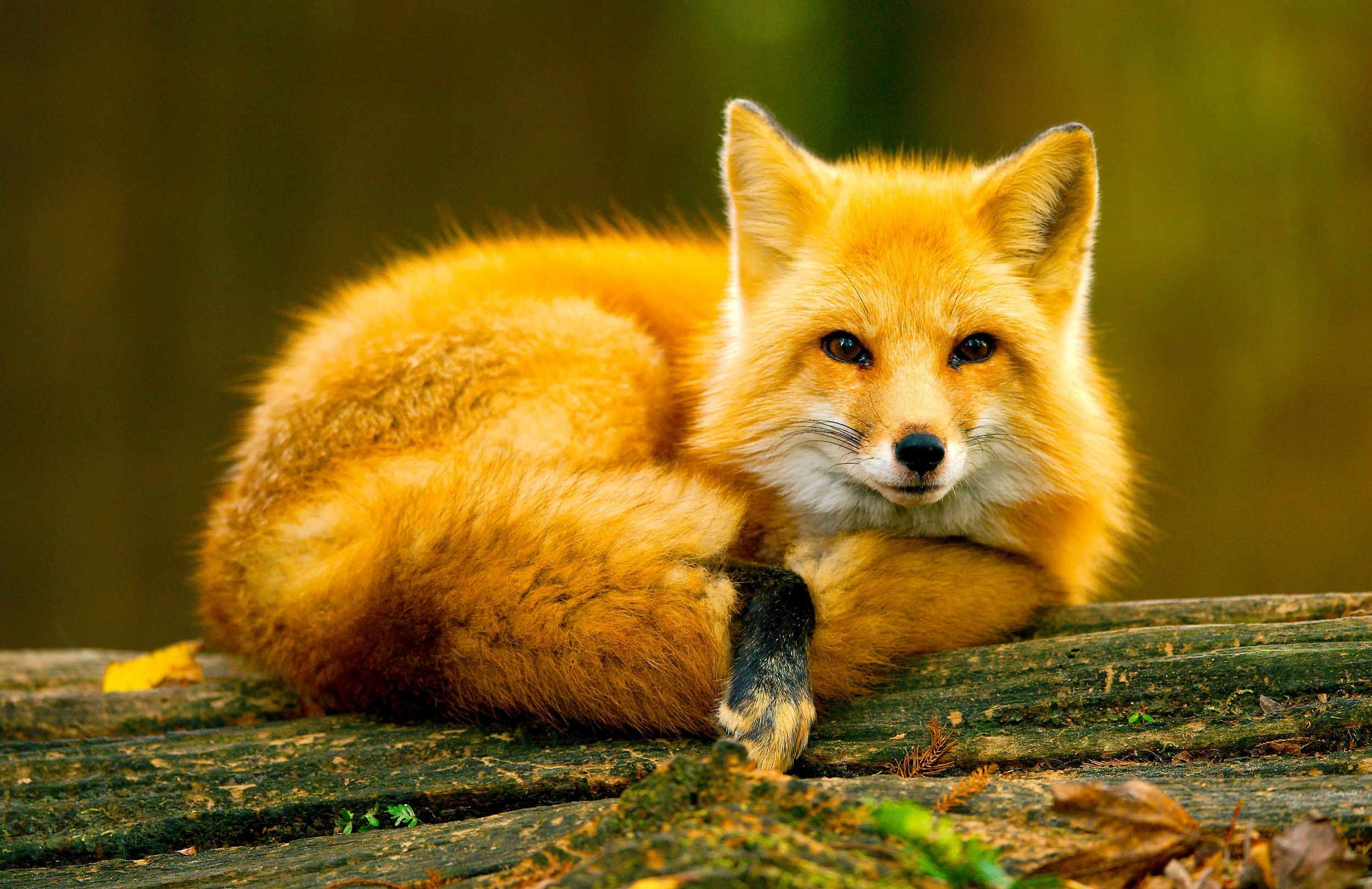 Red Fox_3.jpg