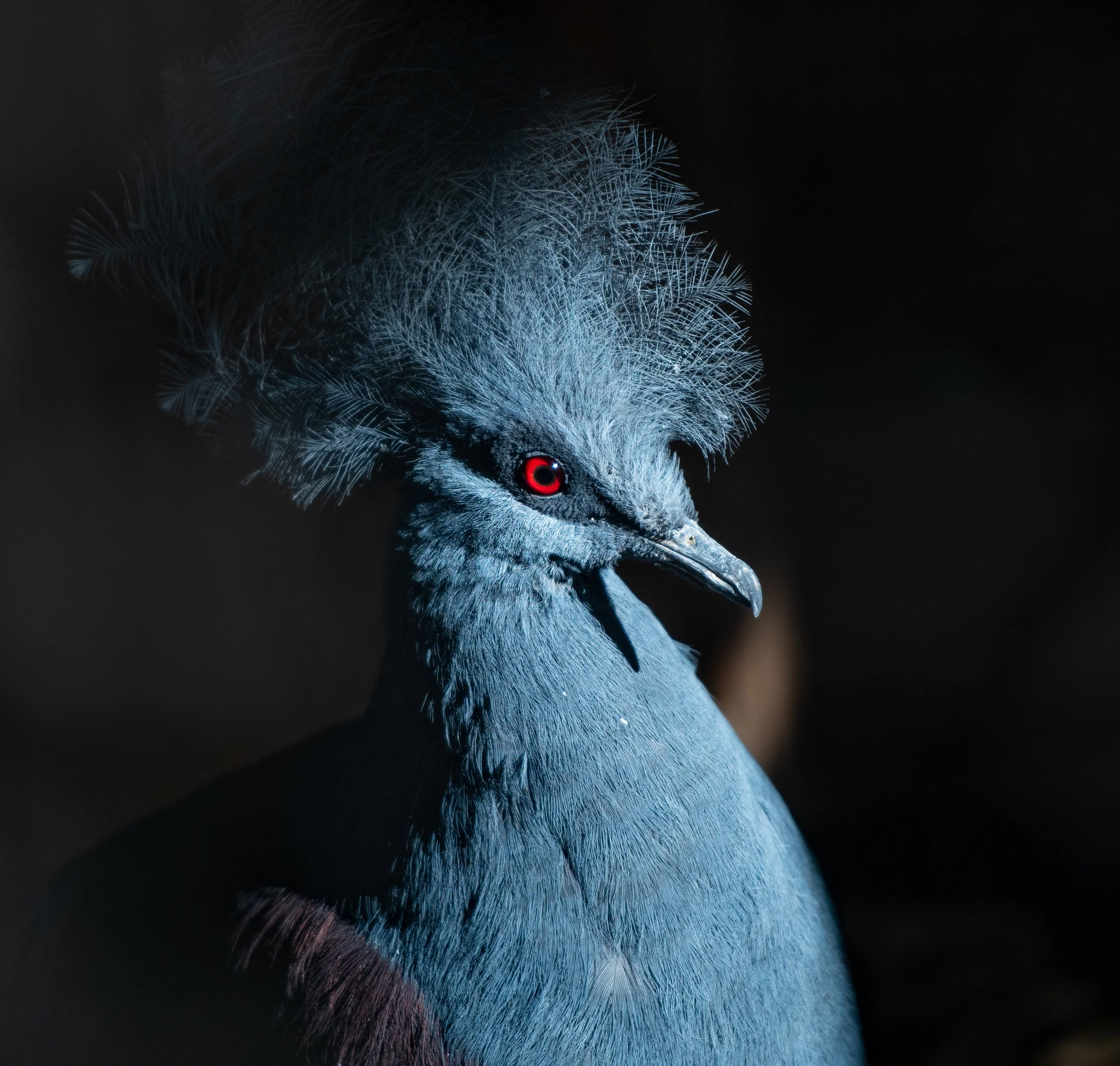 Blue Crowned Pigeon_4.jpg