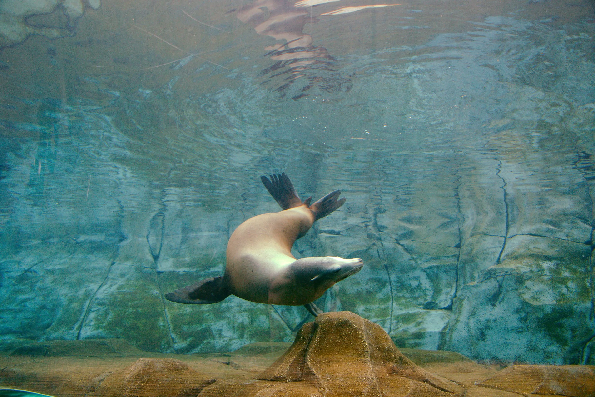 California Sea Lion (Zalophus californianus)_3.jpg