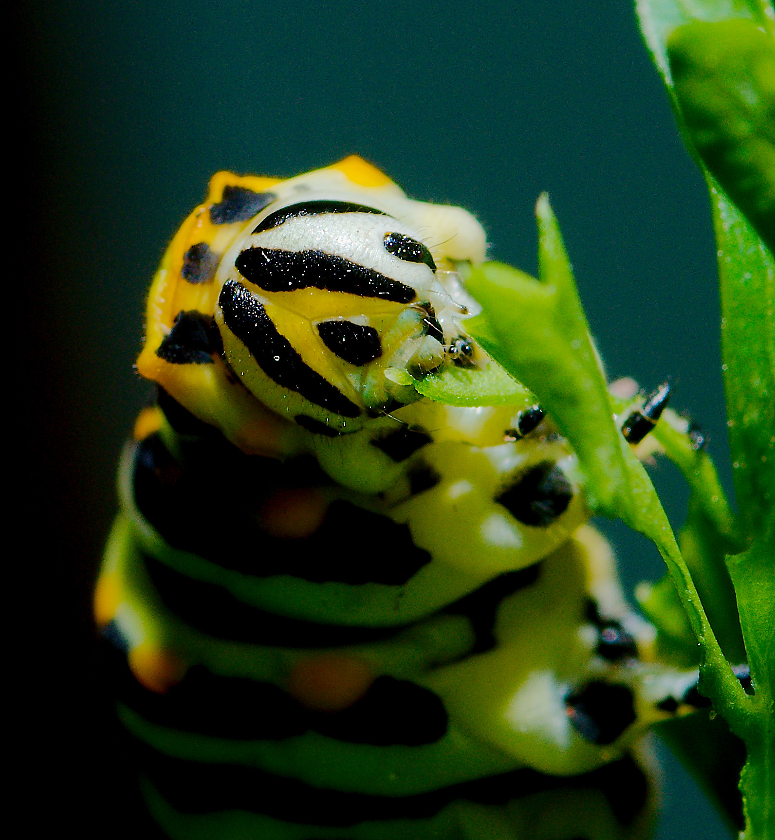Caterpillar_36.jpg
