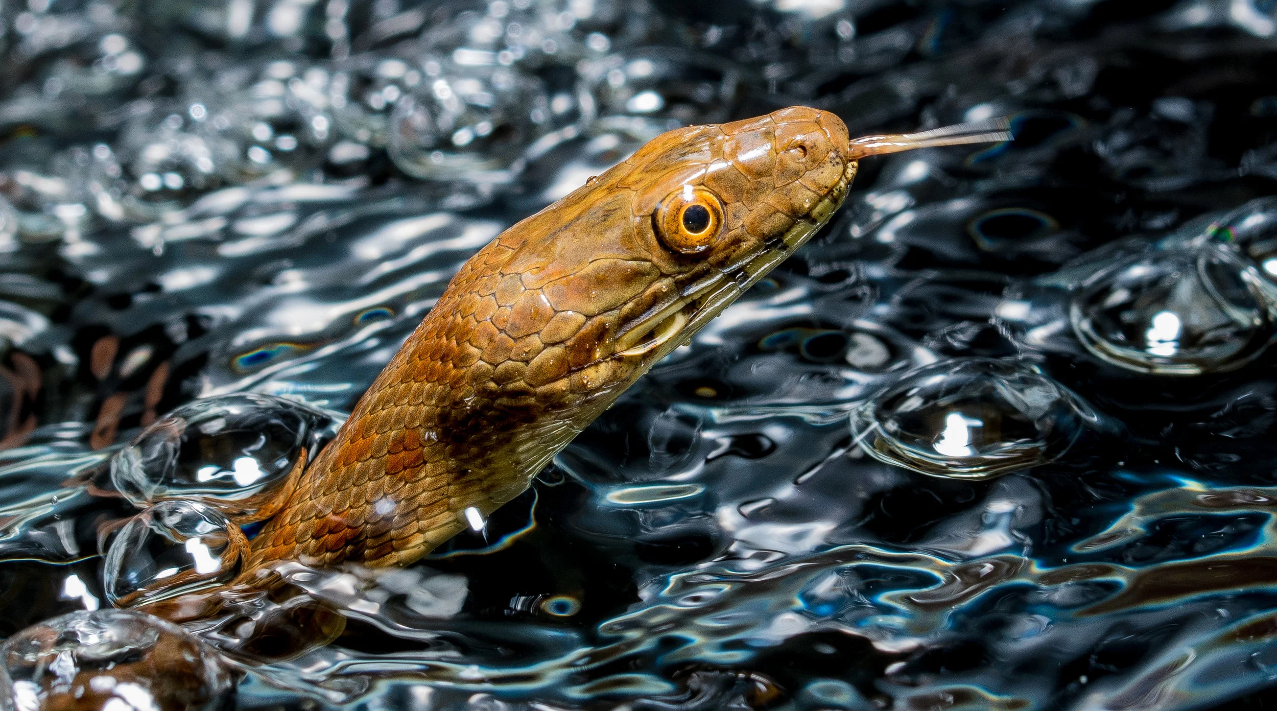 Narrow Headed Gartersnake_12.jpg