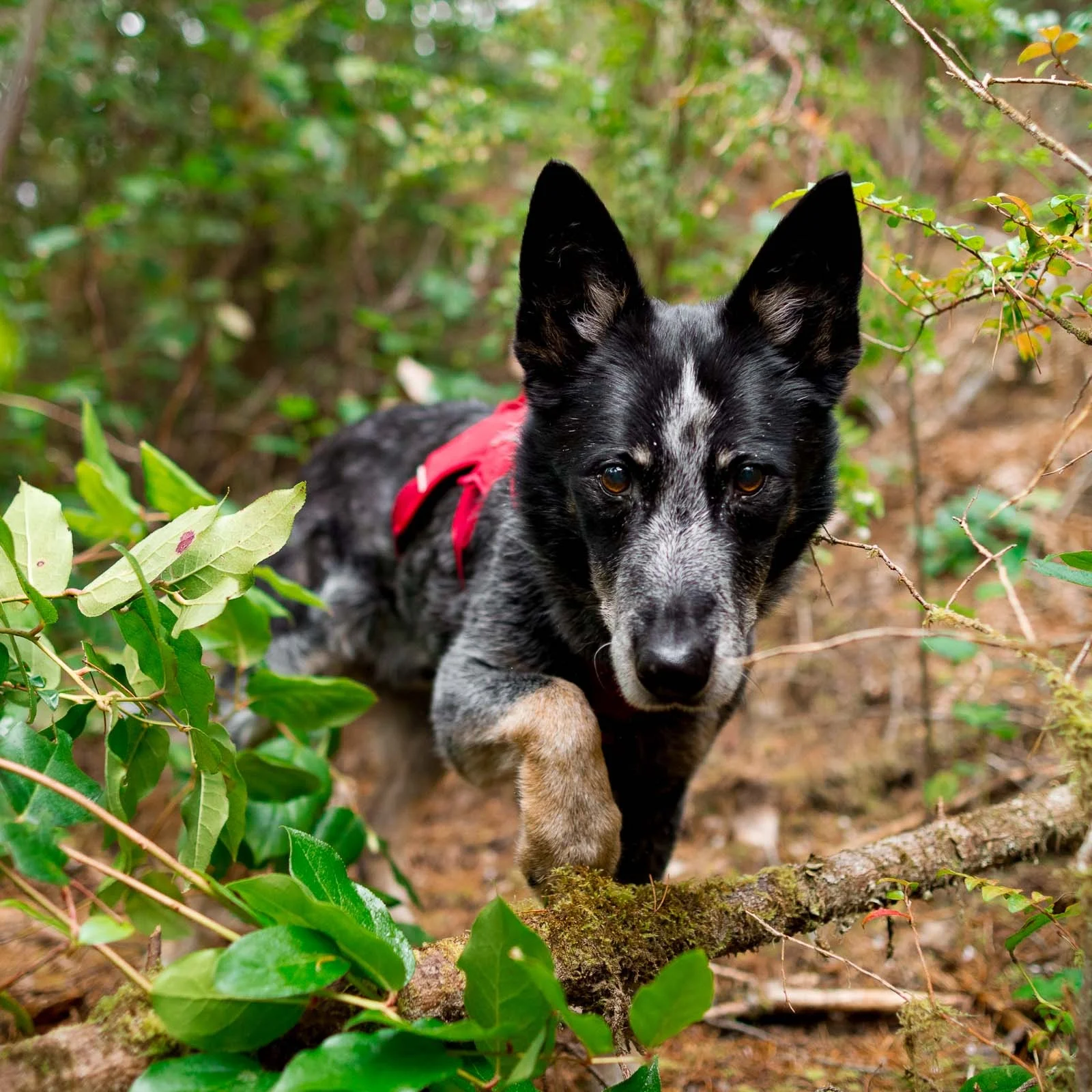 Max