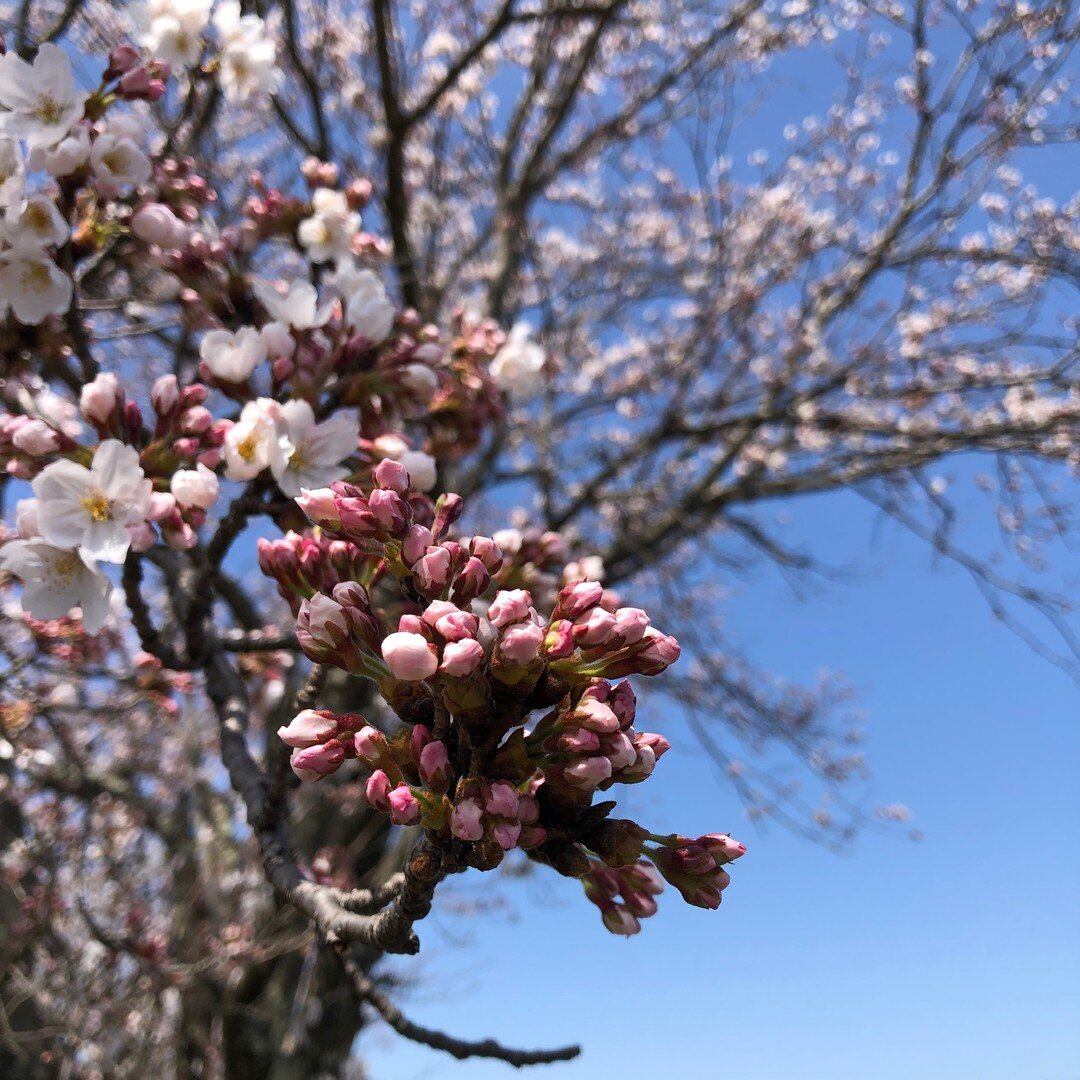 海の京都も春らしく暖かな季節になってきました！
南部ではすでに満開の桜も、京都北部の海の京都では今からが見ごろな場所も？？

海の京都桜特集はコチラ！！
https://www.uminokyoto.jp/feature/detail.php?spid=53

#海の京都 #京都の桜 #桜の京都 #桜 #さくら