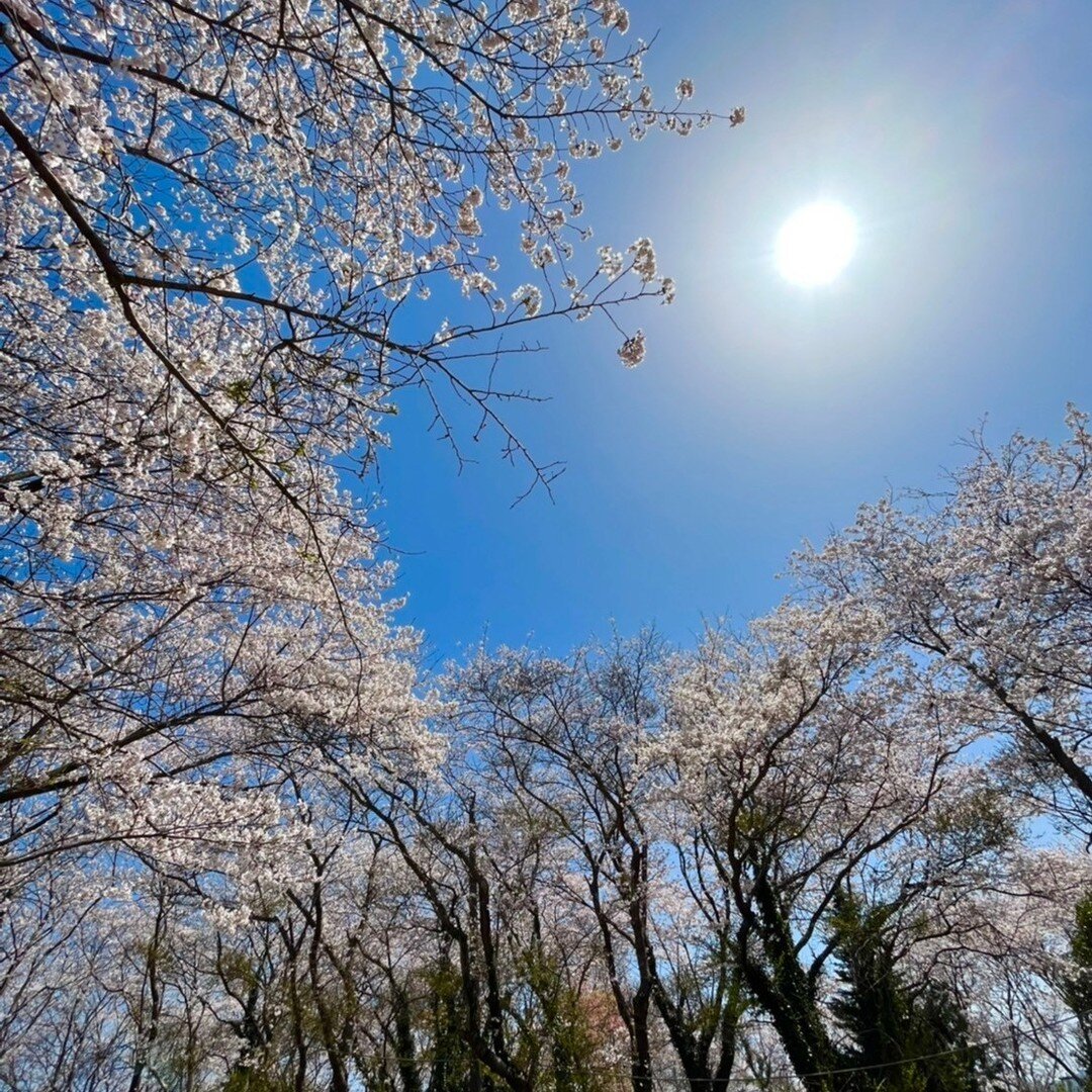 海の京都の桜もいよいよ今週末がピークでしょうか。
海の京都にはたくさんの桜スポットがありますので、ぜひ桜特集をご覧ください。
お越しの際には、「海の京都春のおでかけキャンペーン」もご利用いただけます！

海の京都桜特集はコチラ！！
https://www.uminokyoto.jp/feature/detail.php?spid=53
海の京都春のおでかけキャンペーンはコチラ！！
https://www.uminokyoto.jp/feature/detail.php?spid=54

#海の京