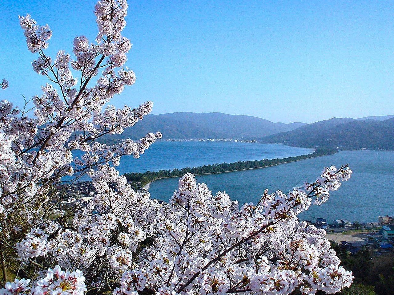 天橋立　昇龍観（桜）.jpg