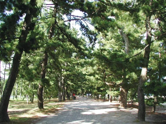 天橋立・松並木（宮津市）.jpg