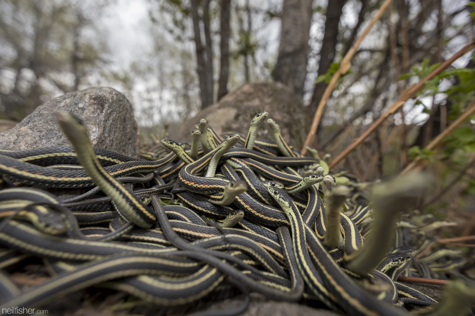 Hibernating Snakes