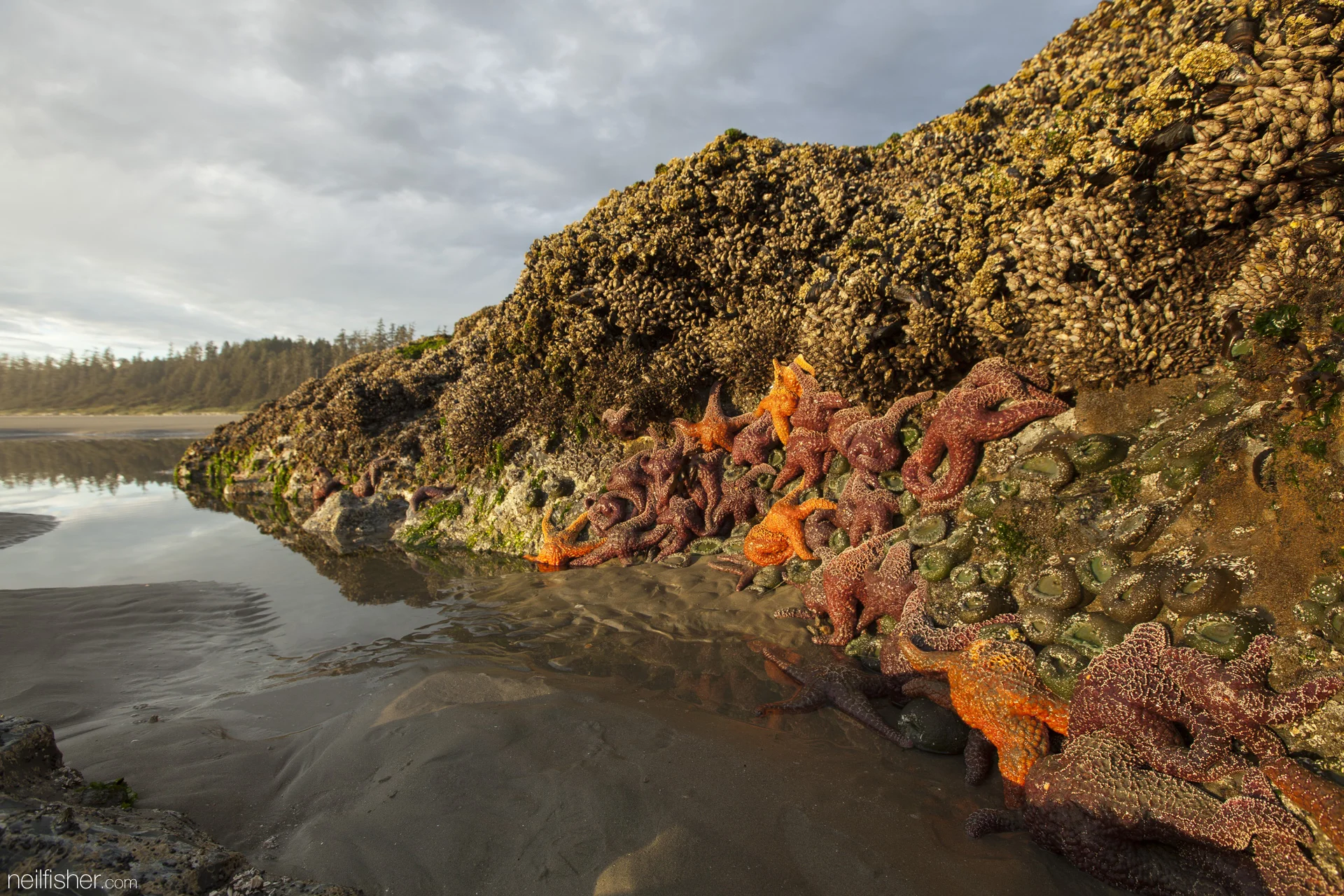 With the beach in the background the colours of the purple and orange ochre sea stars are enhanced by the low light of the setting sun. The top of this rock in encrusted by both goose neck barnacles and California mussels. The low tide made it possible to explore parts of Green Point typically underwater. EXIF 1/15sec f/8.0 ISO100 16mm