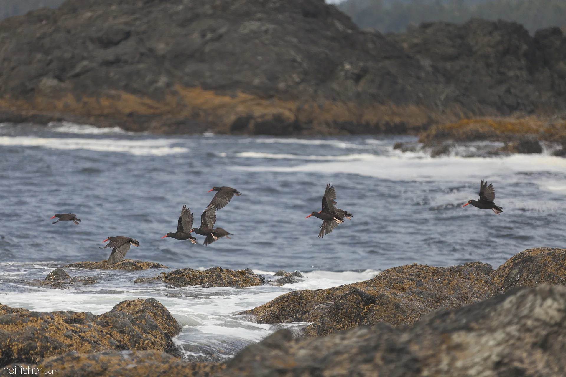 Here are a group of black oyster catchers in flight off the shore of Box Island. Ranging from the Aleutian Islands in Alaska to the coast of Baja California, these birds never stray far from shore and typically favour quieter embayments with rocky shoreline. They forage in the intertidal zone, munching on small marine invertebrates; particularly molluscs such as mussels, limpets, and chitons. EXIF 1/2500sec f/2.8 ISO400 200mm