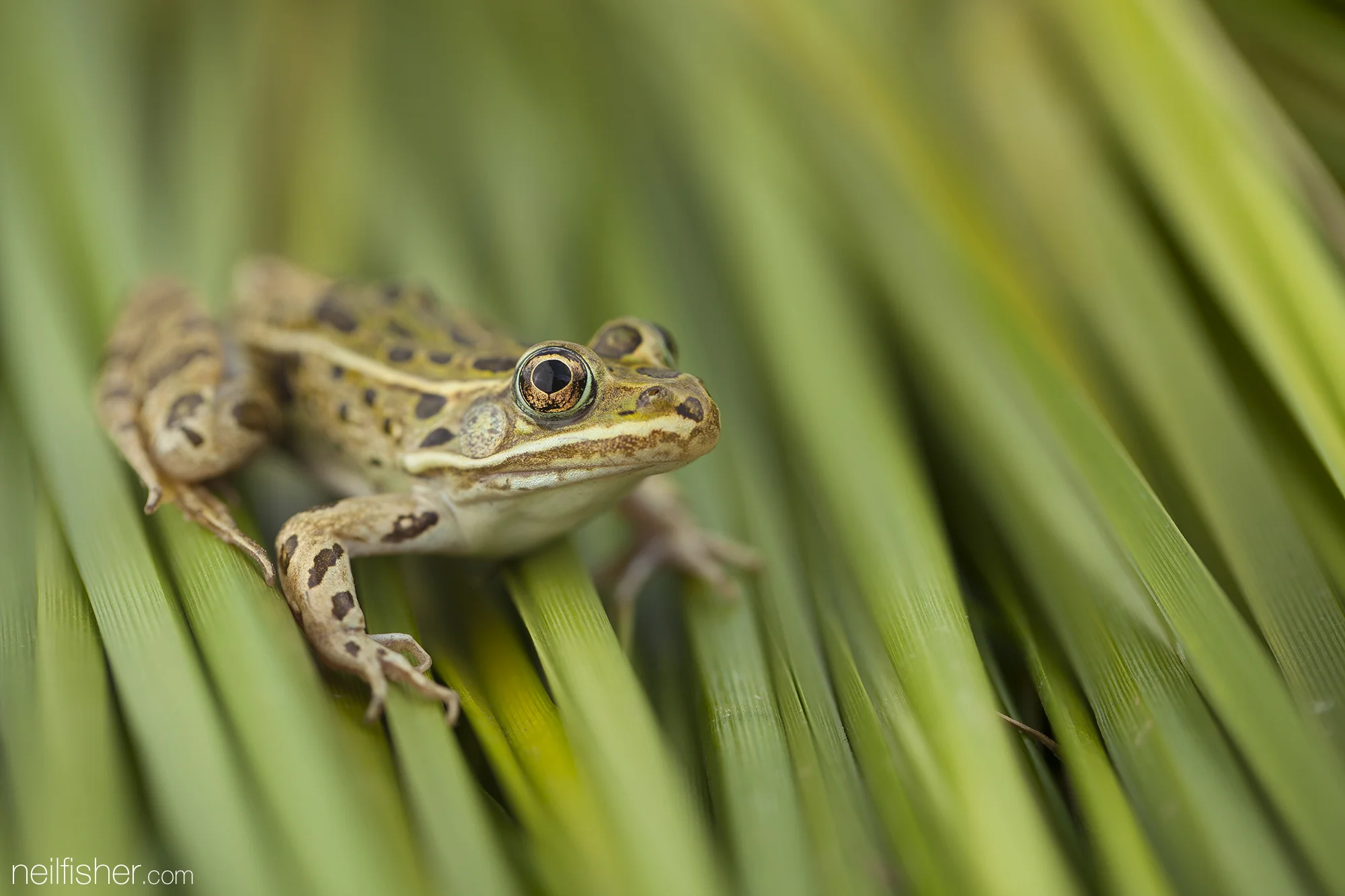 20150525 - Leopard Frog On Green - NeilFisher.jpg