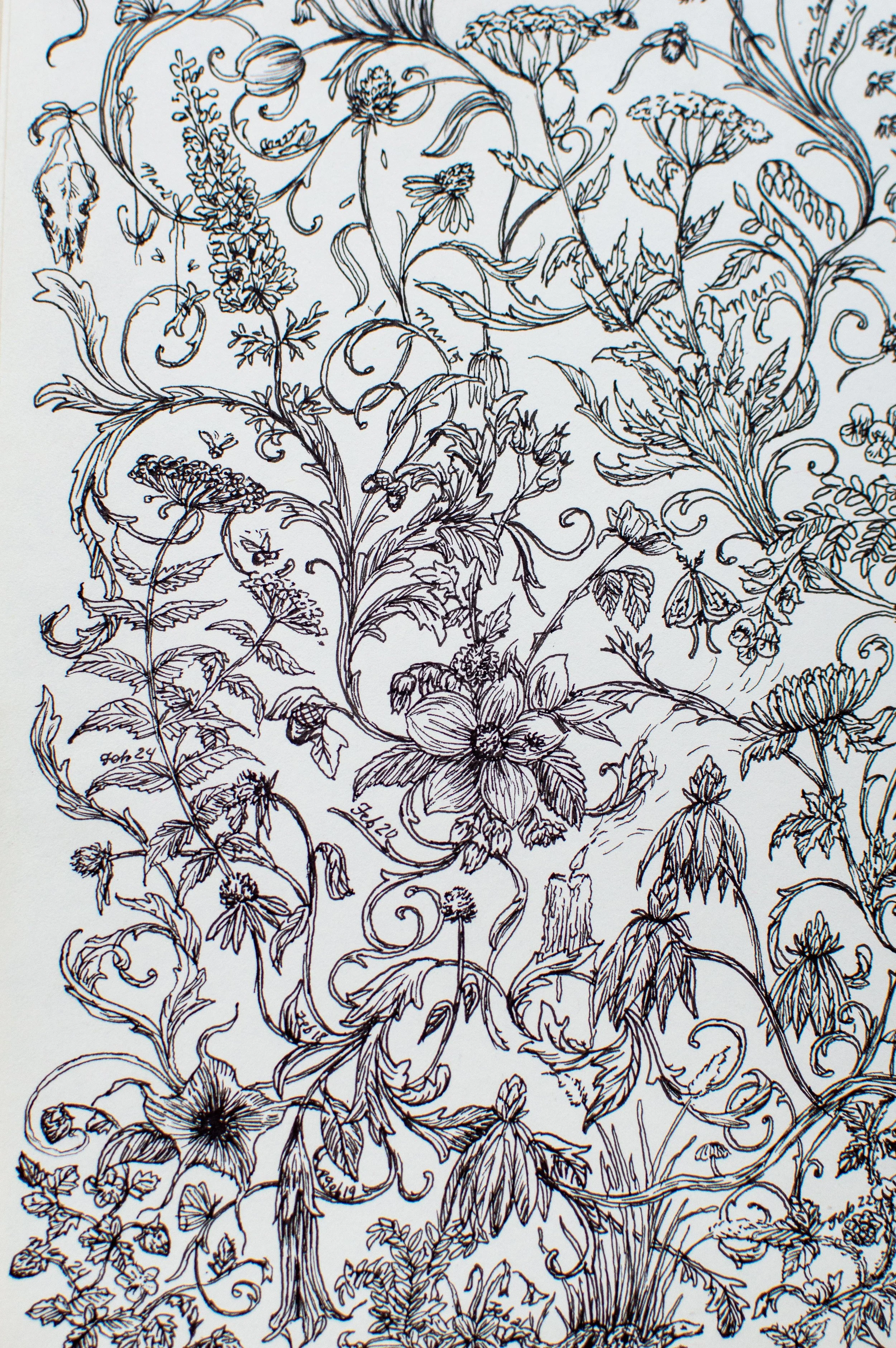 Sketchbook with black ink botanical drawings