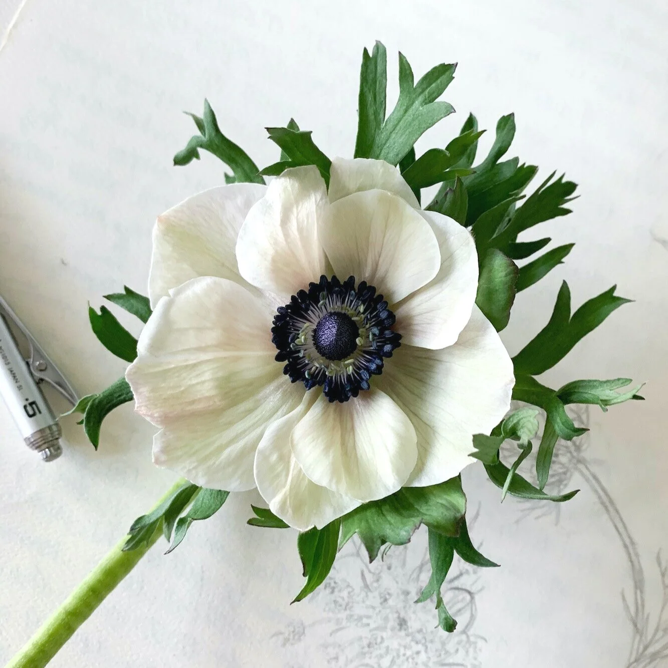 The Poppy Anemone