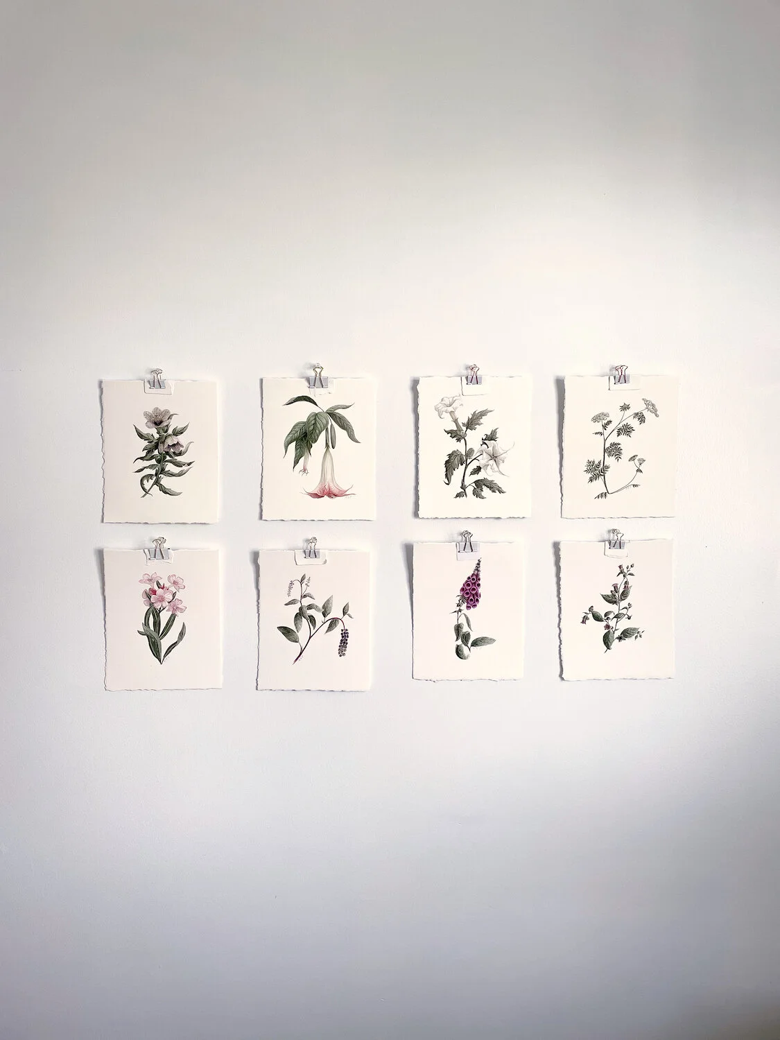 Poisonous Plants Collection Full.JPG