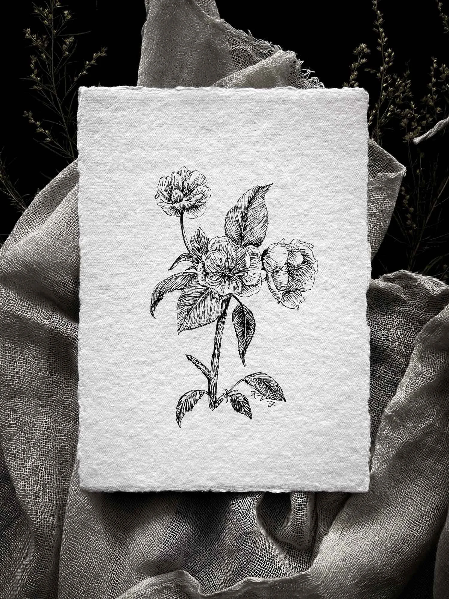 Spring 2022 Botanical Ink Drawing Collection