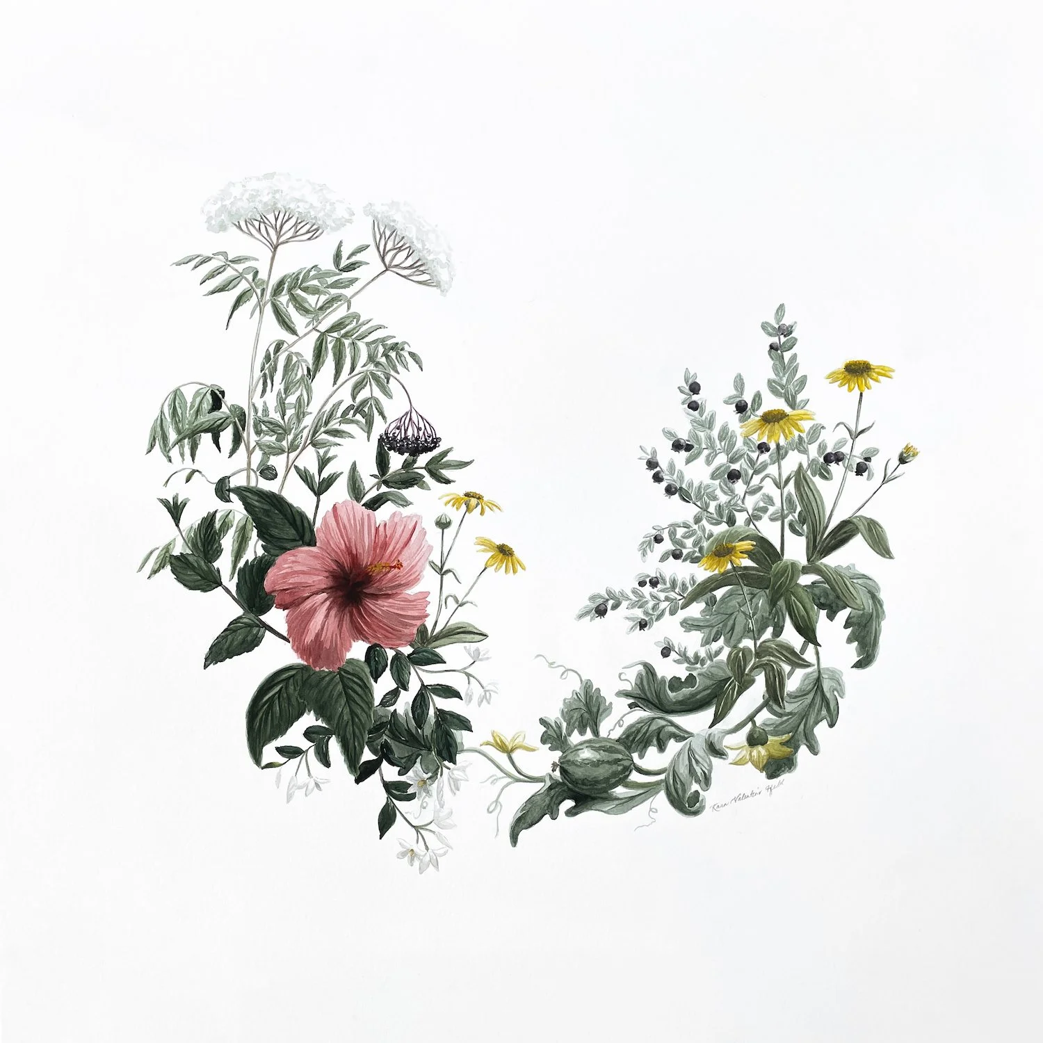 15 Skin Beautifying Botanicals: Watercolor paintings for a local spa