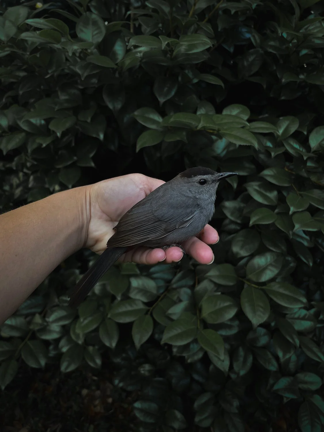 Collage of Curiosities No. 1